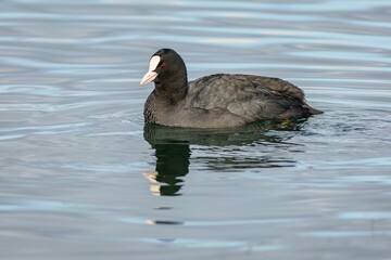 Black coot with white beak and red eyes swimming in blue lake with its reflection in the water. Sunny winter day.