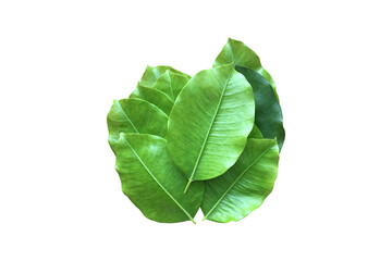 Isolated bullet wood leaves with clipping paths.