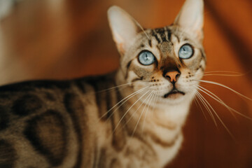 Beautiful stylish Bengal cat. Animal portrait. Playful cat. Bengal cat is lying on the floor.