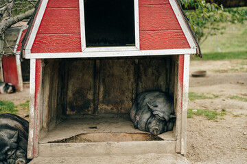 iberian black pigs sleep on the farm
