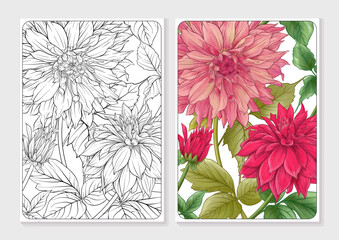 Dahlias flowers, outline and coloured style In botanical style. Coloring page for the adult coloring book with colored sample. Vector illustration.