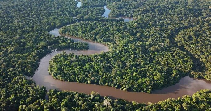 Morning in the Amazon Rainforest