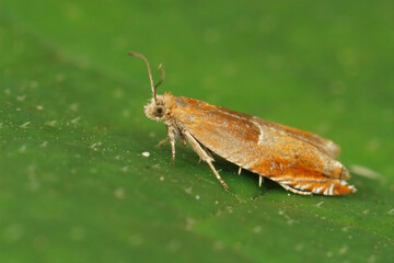 Closeup on the small but colorful Red roller moth, Ancylis mitterbacheriana sitting on a green leaf