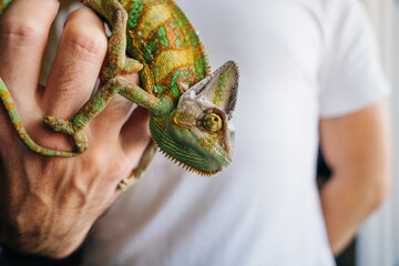Chameleon close up. Multicolor Beautiful Chameleon closeup reptile with colorful bright skin on the hand © IBRESTER