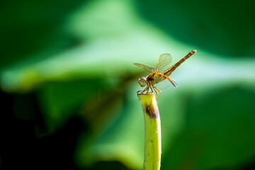 close up of a dragonfly