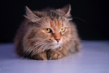 a domestic cat is lying on the floor. black background.