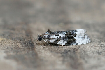Closeup on a small Apotomis turbidana, White-shouldered Marble moth, sitting on wood