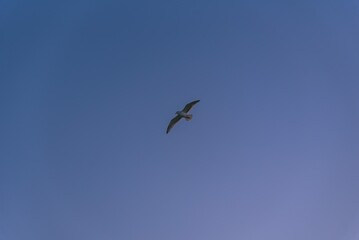 하늘과 새, sky and bird