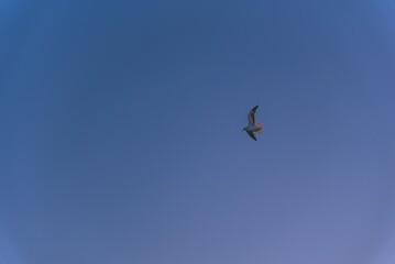 하늘과 새, sky and bird