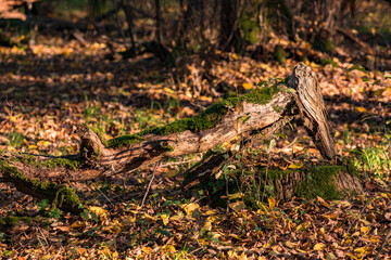 A striking tree trunk with moss in a bed full of needles and autumn-colored leaves on the forest floor