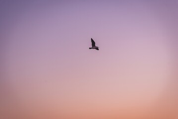 하늘과 새, sky and bird