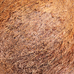 Coconut texture as a background. Fresh whole hairy coconut close up, macro. Pattern.