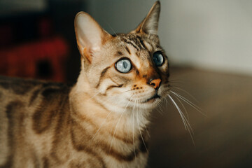 Beautiful stylish Bengal cat. Animal portrait. Playful cat. Bengal cat is lying on the floor.