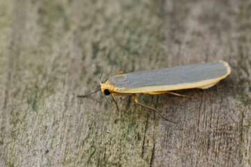 Obraz premium Closeup on a Common footman moth, Eilema lurideola, sitting on wood