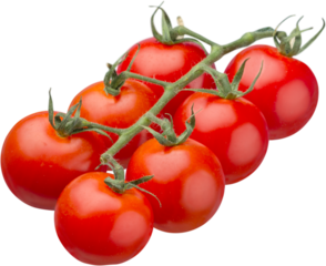 Branch ripe tomatoes isolated on white background