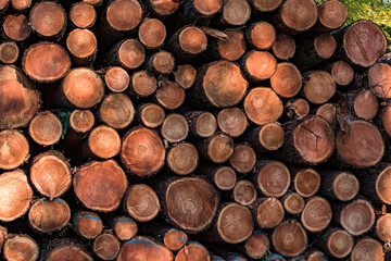 Many felled trees are piled up on a forest path in the autumn forest at the edge of the field