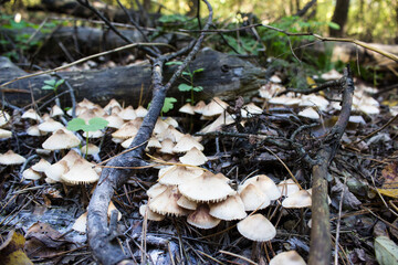 Mushrooms in the forest