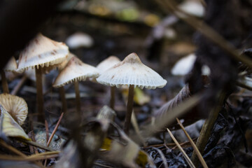 Mushrooms in the forest