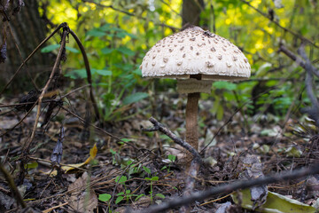 Macrolepiota procera, the parasol mushroom. Edible mushrooms in the forest