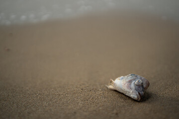 Fototapeta na wymiar The head of a fish on the sea sand