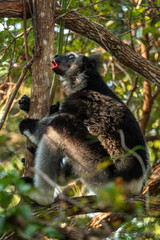 Indri - Indri indri, rain forest Madagascar east coast, Cute primate, Madagascar endemite. The largest lemur.