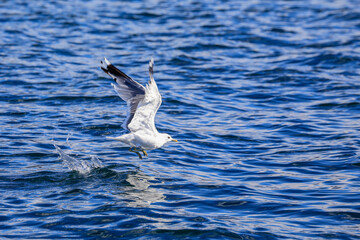 Seagull in the water - Hadselfjord,Vesterålen,Nordland county,Norway,Europe