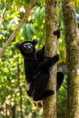 Indri - Indri indri, rain forest Madagascar east coast, Cute primate, Madagascar endemite. The largest lemur.