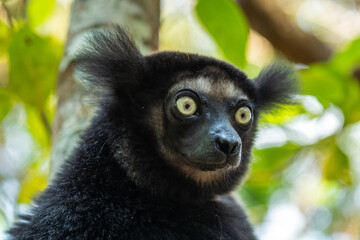 Indri - Indri indri, rain forest Madagascar east coast, Cute primate, Madagascar endemite. The largest lemur.