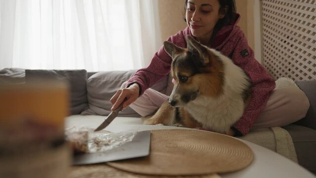 pretty smiling tender girl feeds her lovely welsh corgi dog from hands siiting on couch at cozy home. friendship with pets and domestic life. funny animals