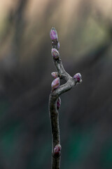 Selective focus. Young currant buds in early spring. Currant buds. Currant seedlings. Planting currants. Planting, reproduction, care. Blurred background.