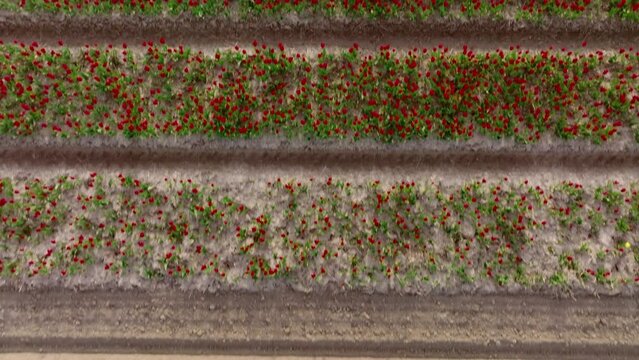 Tulips in in a field during a spring day. Drone point of view from above. Flowers are one of the main export products in the Netherlands and especially tulips and tulip bulbs.