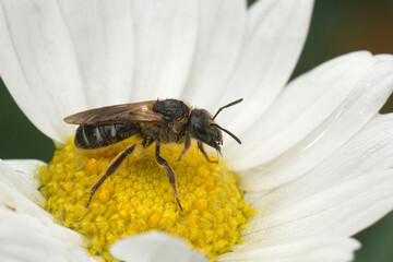 Detailed closeup on a female Bull-headed furrow bee , Lasiolgossum zonulum, sitting on a white...