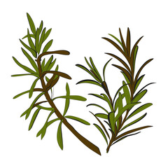 Vector rosemary