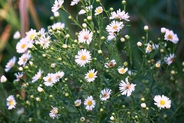 daisies in a field