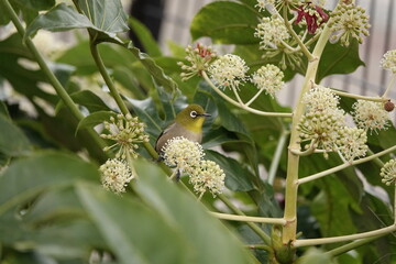 冬のごちそうを食べに来たメジロ