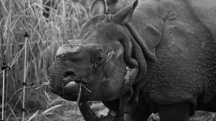 Nosorożec warszawskie zoo © Pabarte