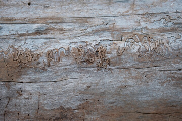 Insect tracks in fallen tree trunk in which the bark has eroded away.