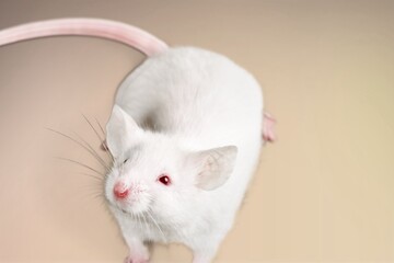 Small house mice or rat on background