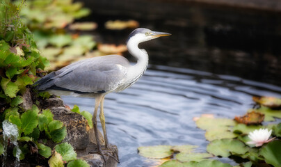Grey Heron in a Fountain in the Gardens of Penshurst Place, Kent, England