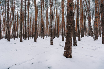Snow In The Pine Forest