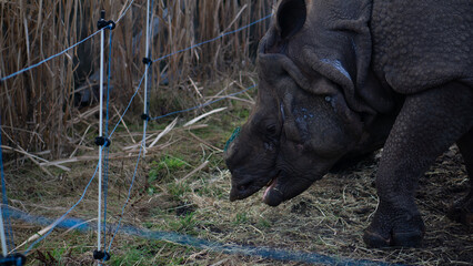 Nosorożec warszawskie zoo © Pabarte