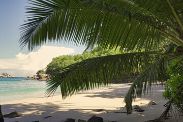 white sandy beach behind of palm tress