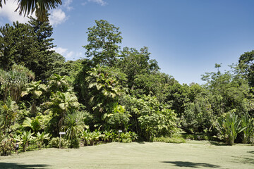 trees in the garden, Open lawn inside the botanical garden