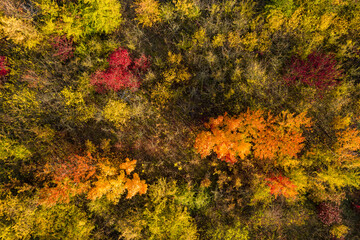 Obraz na płótnie Canvas Deciduous forest with young and colorful deciduous trees taken in autumn seen from a bird's eye view