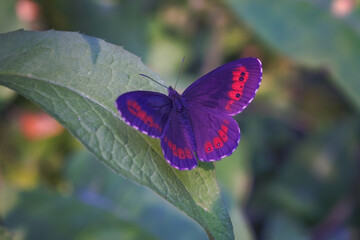 Nigella ligea, or nigella Ligeya, or nigella coffee, or brown satyr lat. Erebia ligea is a diurnal butterfly from the marigold family , a species of the genus Erebia.
