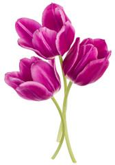 Three lilac tulip flowers isolated on white background cutout