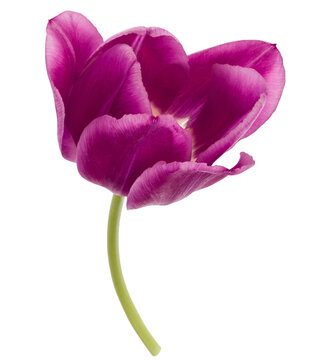 One lilac tulip flower isolated on white background cutout