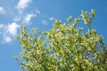 branch  of a bird cherry tree with white blossoms