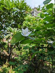 A beautiful, small, white-colored flower is bloomed on a green tree with a lot of green leaves and tree branches, with a lot of other green trees, grass and a steel made fence on the surroundings. 