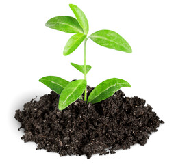 New life concept, little green plant in a dirt